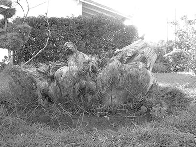 FDotografia Freelance